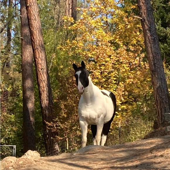 Other - My gorgeous quarter paint Chief 💕